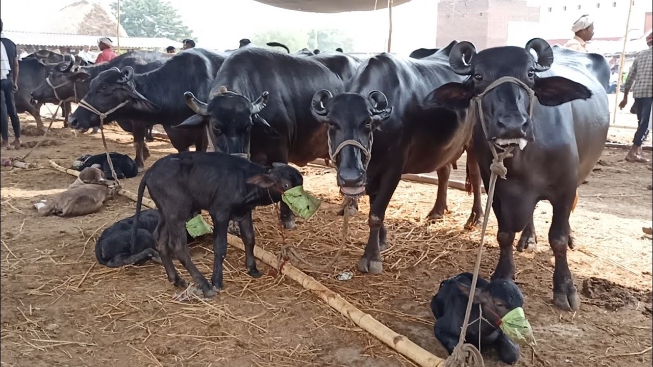 Buffalo Market in Uttar Pradesh India 🇮🇳 #Bhains #Pashumandi