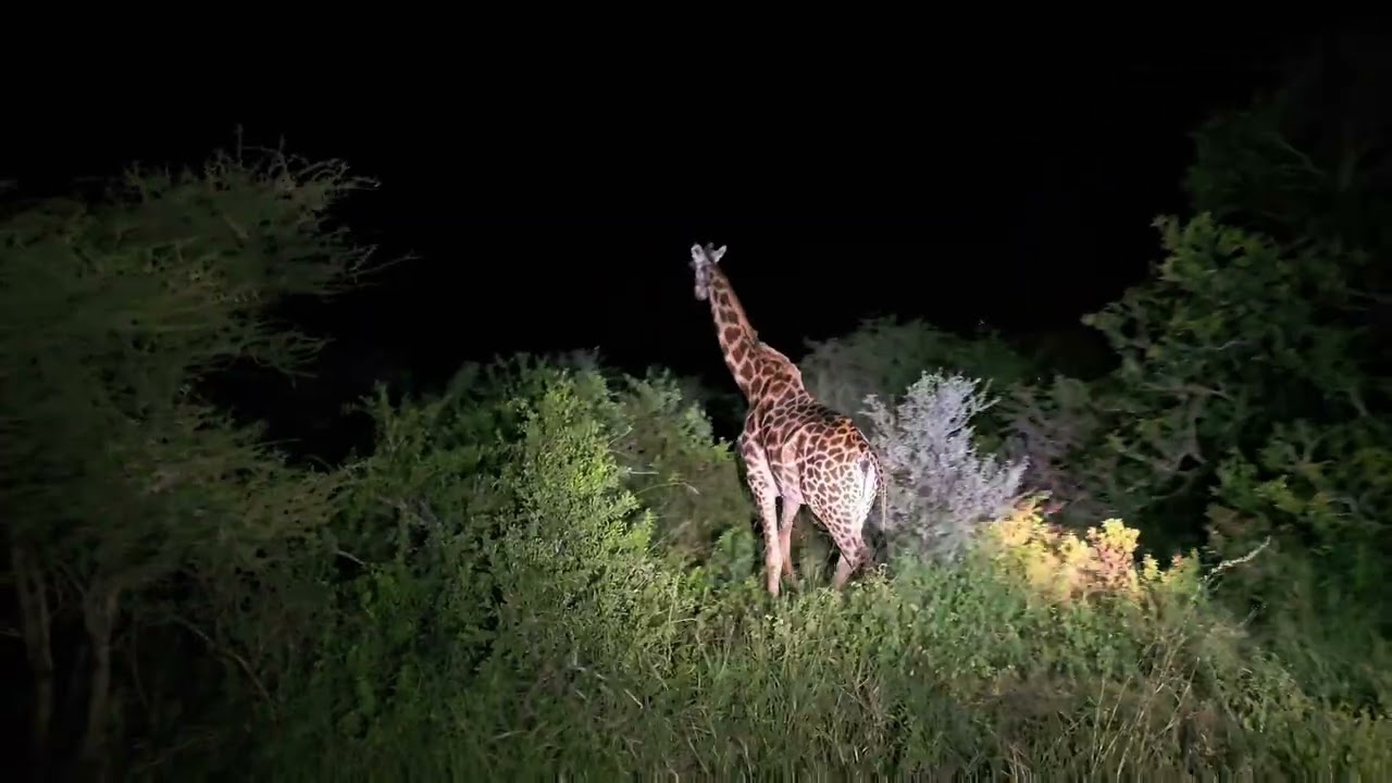 Safari de nuit ❤️