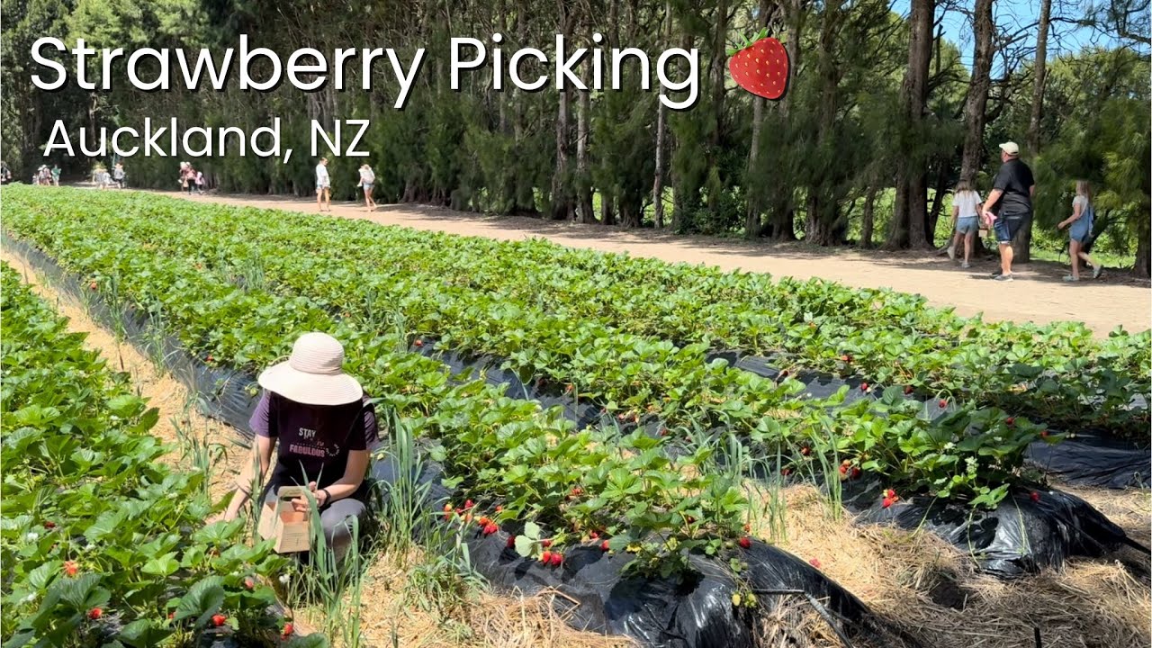 Strawberry Picking in Auckland 🍓 | A Sweet Farm Day in New Zealand