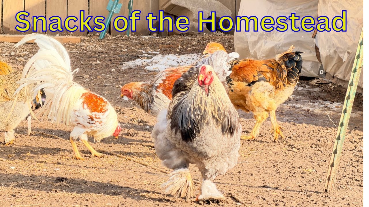 Homestead Snack Run: Chickens & Pigs Go Wild