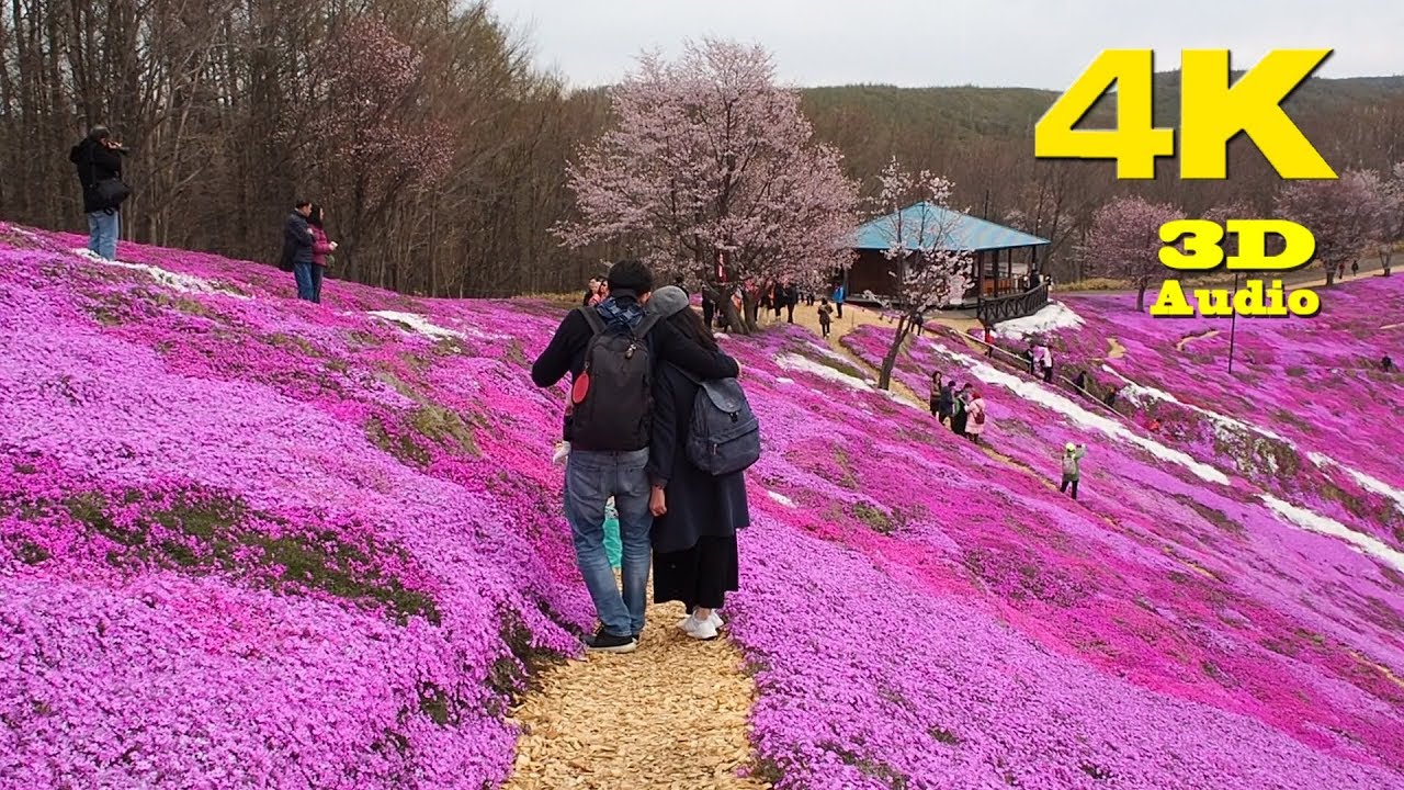 HOKKAIDO.| 東藻琴 芝桜.| Higashimokoto Shibazakura Park 2018.[ 4K ]