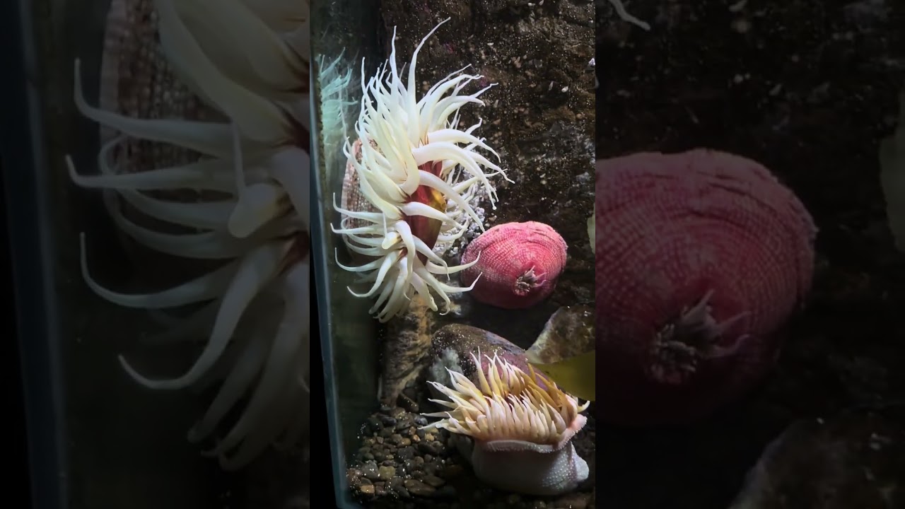 Acuario de Seattle 