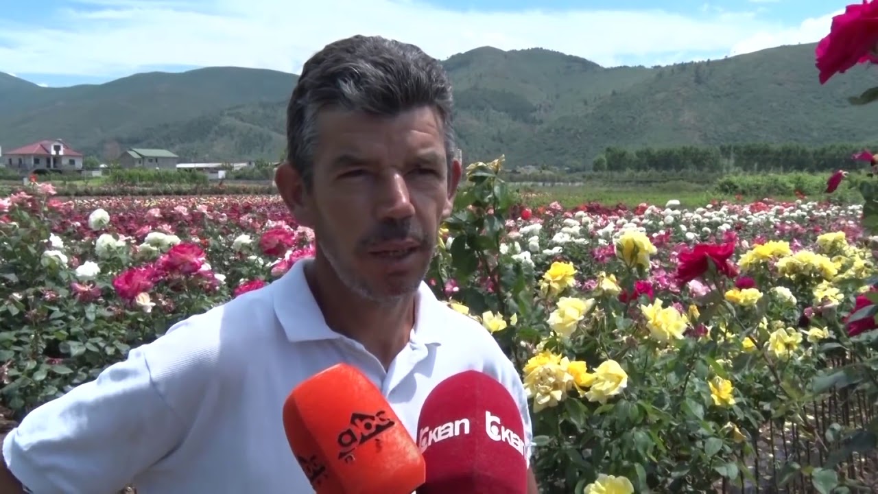 ELBASAN - BURRI I TRENDAFILAVE  | ABC NEWS