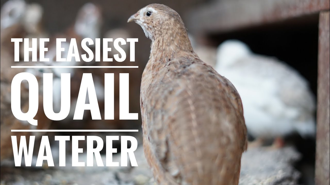 Super Easy Quail Waterer!!!