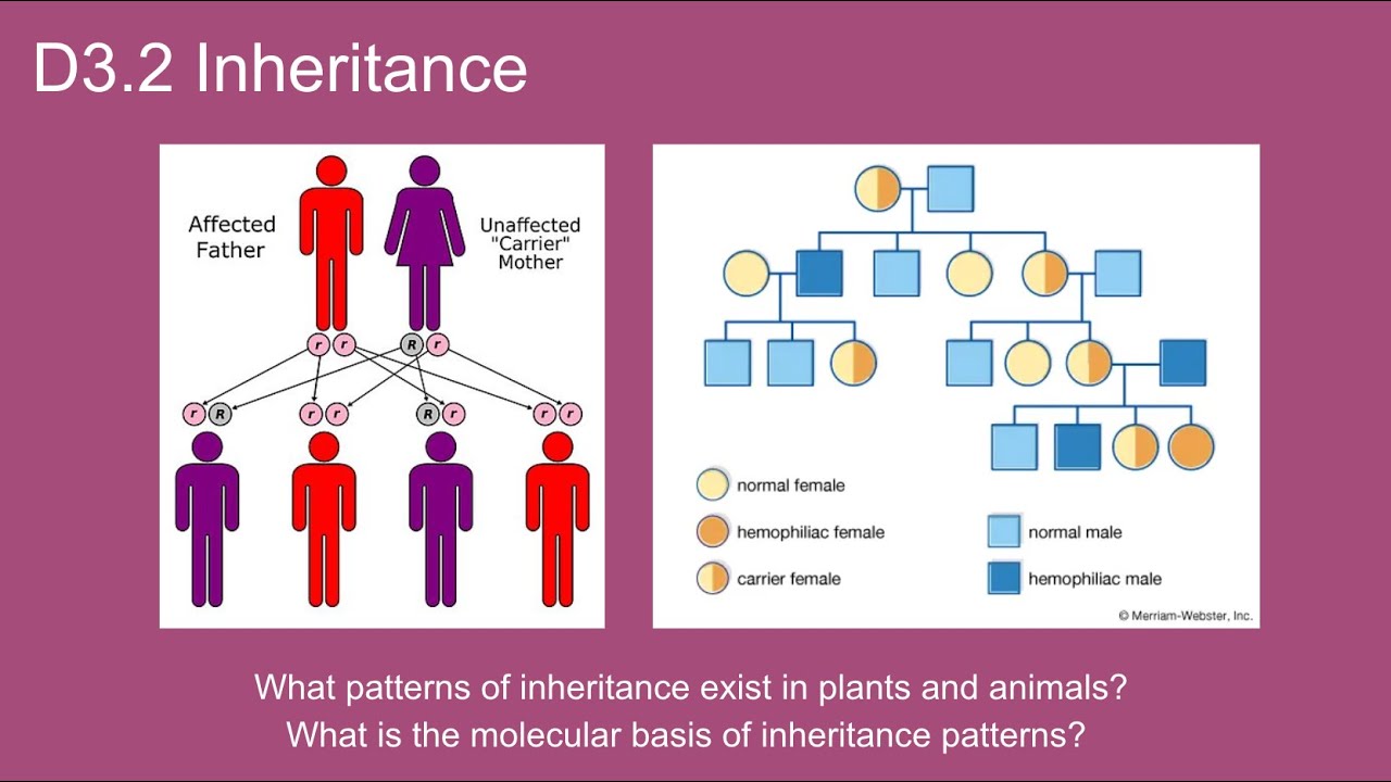 D3.2 Inheritance - IB Biology New Curriculum 2025