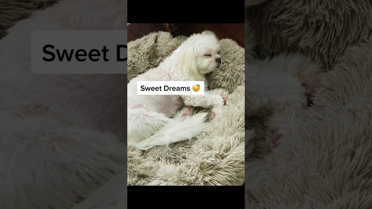 Peaceful pup: adorable dog taking a nap#dogsleep #cutepet #peacefulpup #sweetdreams