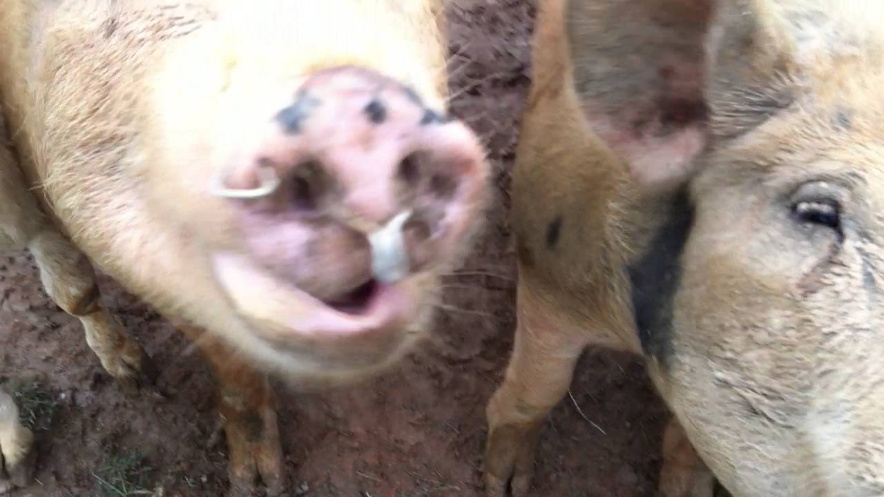 Happy pigs eating apples