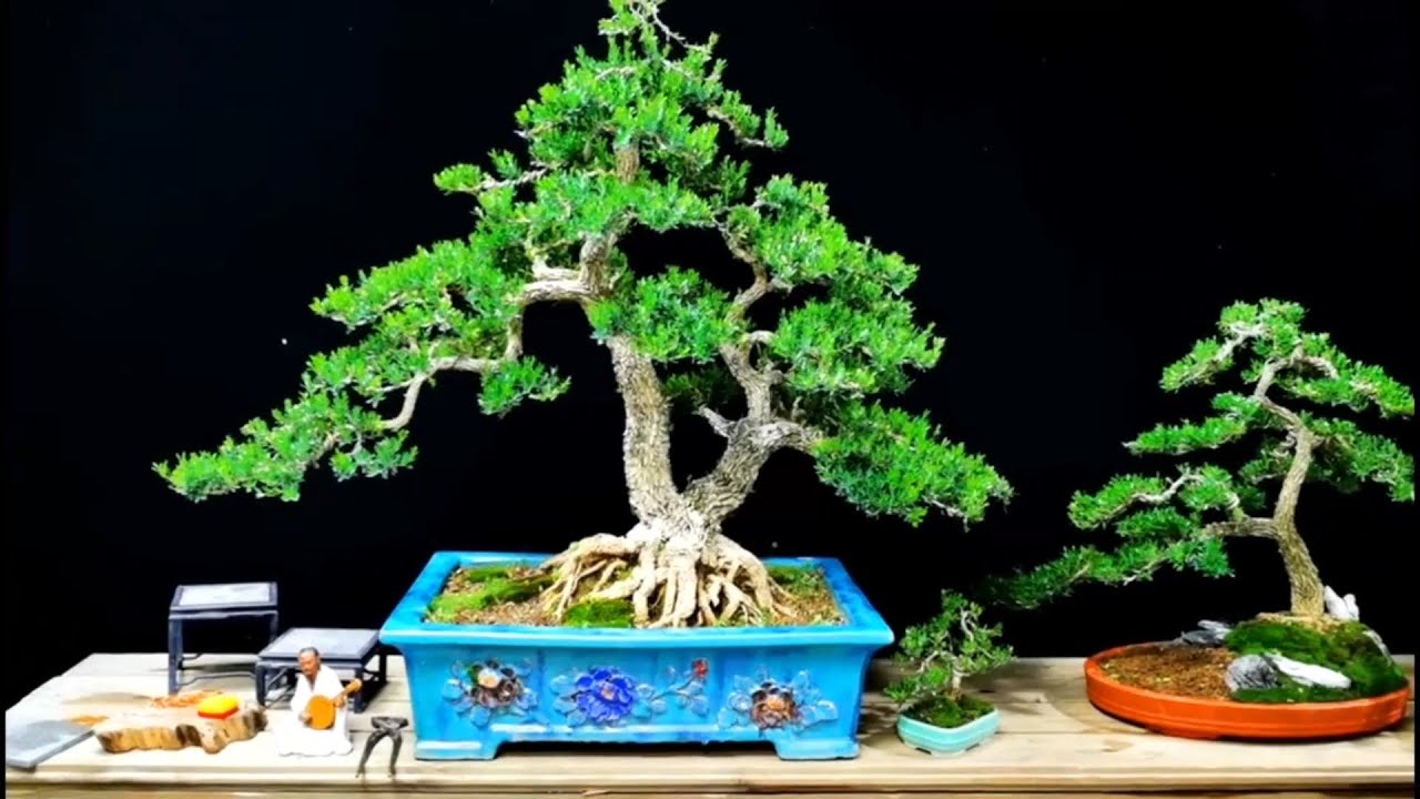 Cây Hoàng Dương: Một loại làm bonsai đẹp mà ít người biết