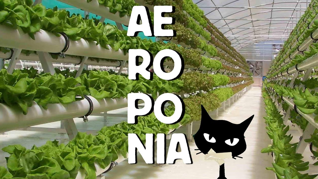 PRINC&Iacute;PIOS DA AEROPONIA