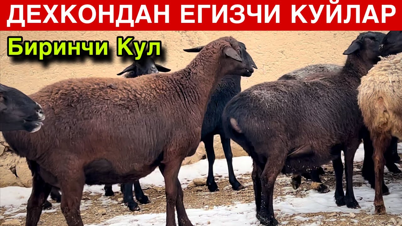 ДЕХКОНДАН ОЛИНГ! ☎️ +998 93 248 1997 ☎️ +998 97284 1997