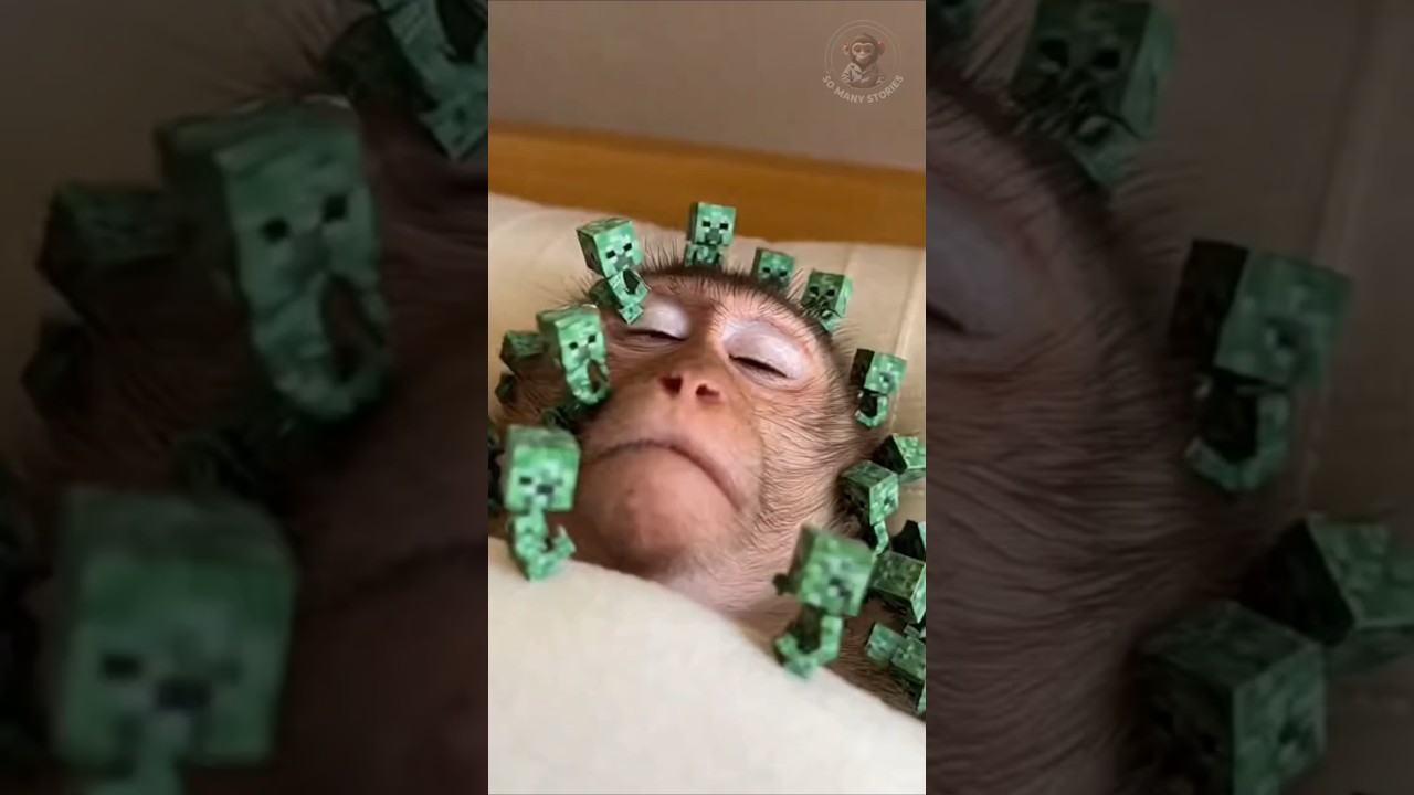 Baby Monkey Wake-Up Call with a Creeper?😮😂 #funny #monkey #shorts #minecraft