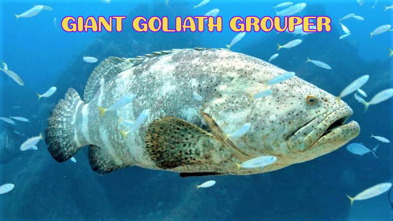 Giant Goliath Grouper - Epinephelus lanceolatus Itajara