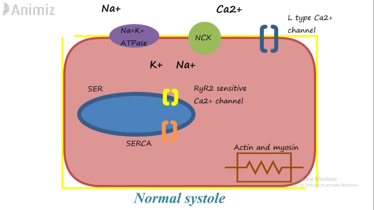 Mechanism of action of Digitalis (Digoxin)