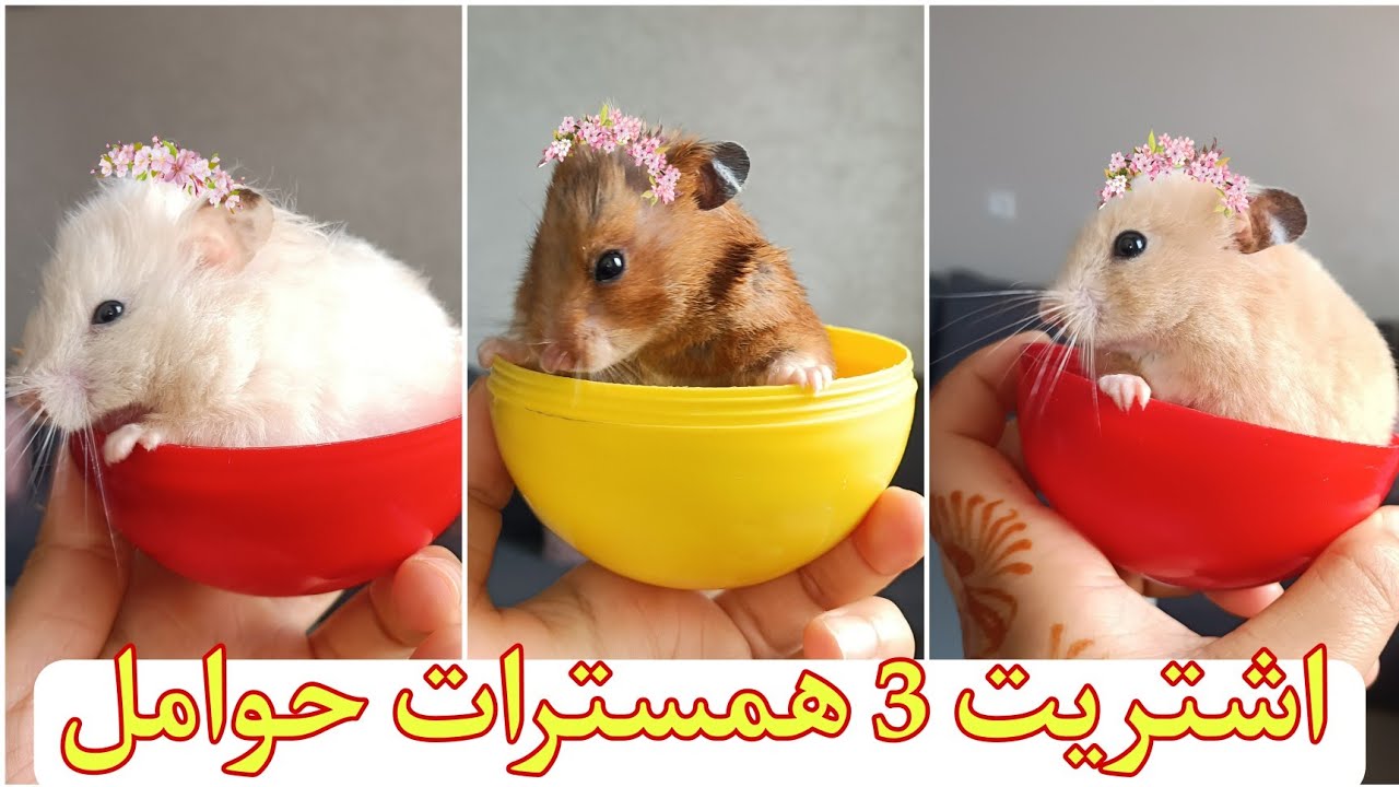 ولادة الهامستر السوري 🐹ولادة 3 همسترات في يوم واحد🙈 كيف تعاملت معهم🥰