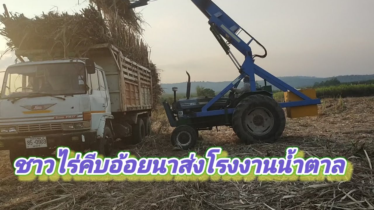 ชาวไร่รายย่อยคีบอ้อยส่งโรงงาน EP 44/69