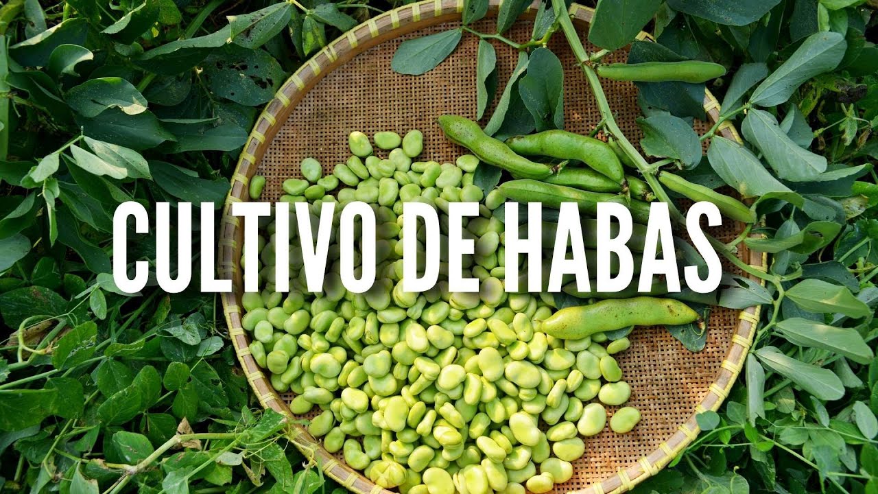 CULTIVO DE HABAS | Cultivo clave en otoño-invierno y tareas importantes.