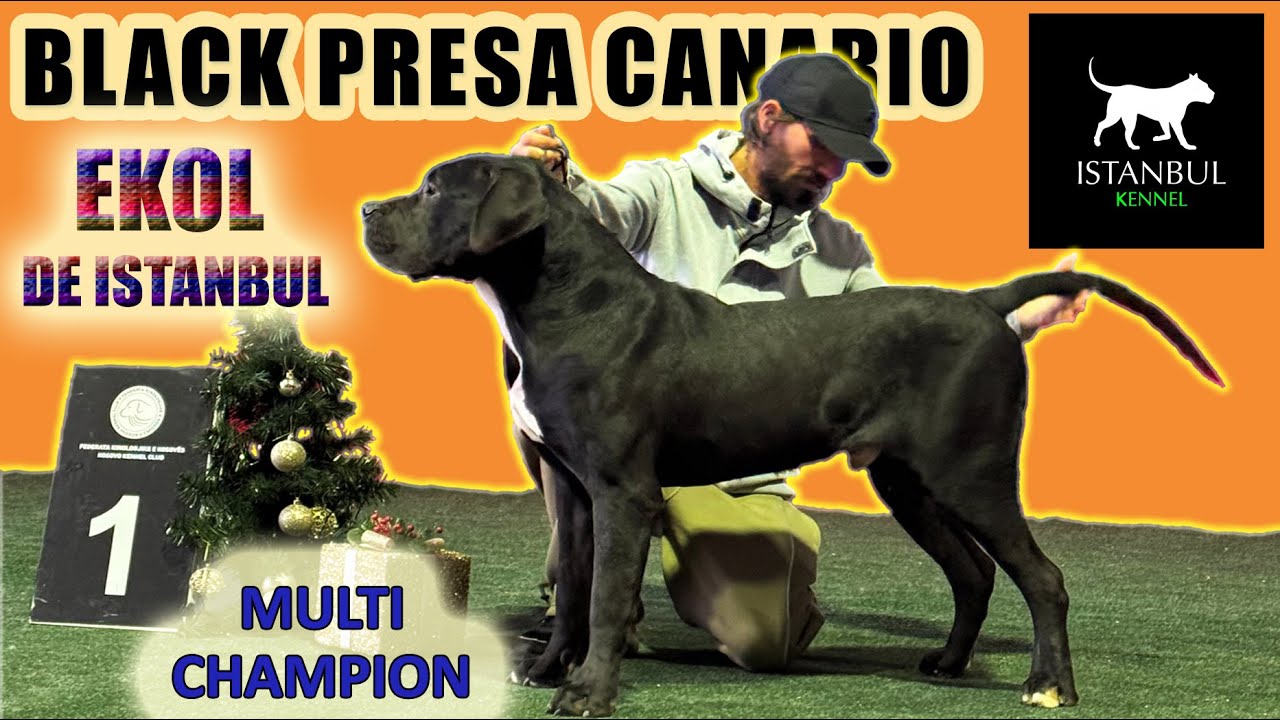 BLACK PRESA CANARIO-EKOL DE ISTANBUL-FIRST MULTICHAMPION BLACK&TRADITIONAL PRESA CANARIO INTHE WORLD