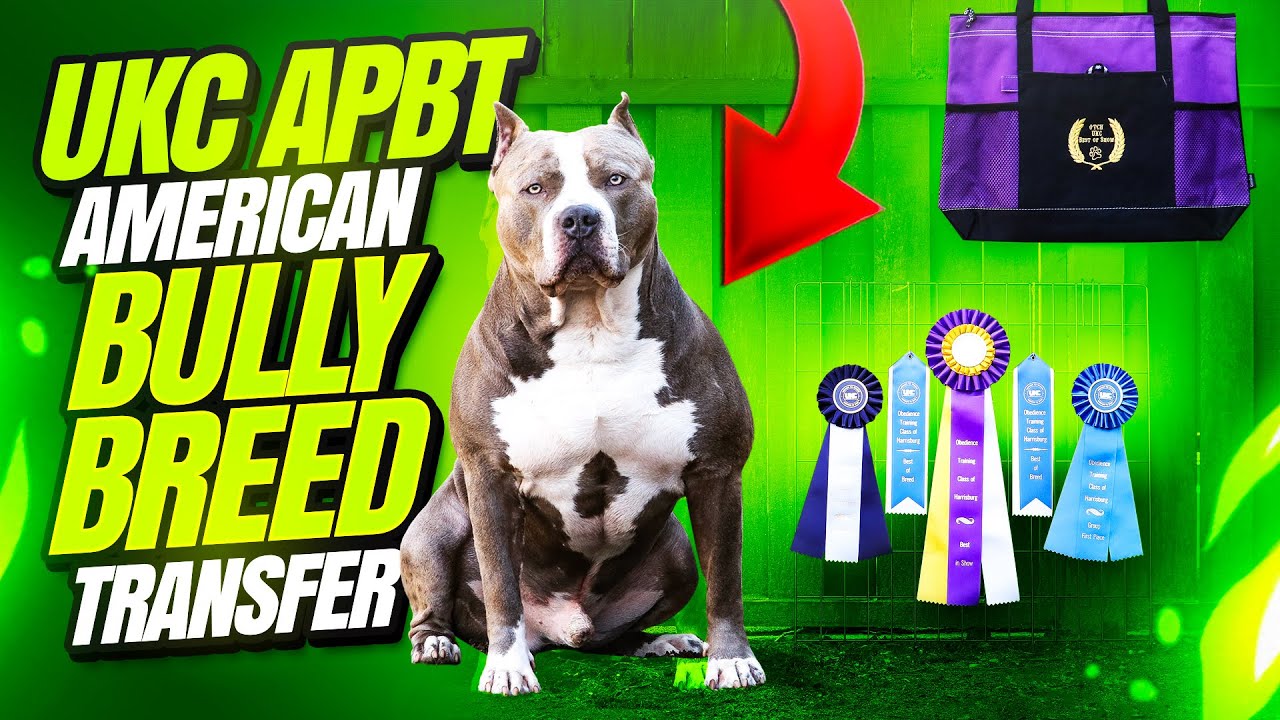 Champ Gio | Best Way To Do A UKC APBT to American Bully Breed Transfer