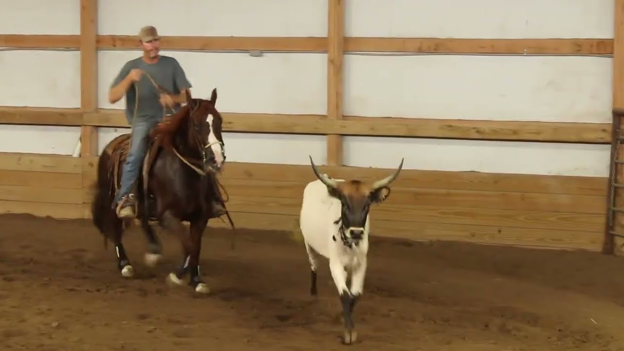Bet Hes Cajun - 2019 Chestnut Gelding - Cow Work
