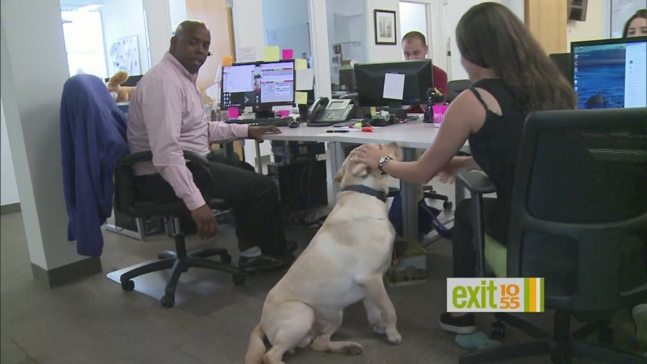 Take Your Dog To Work