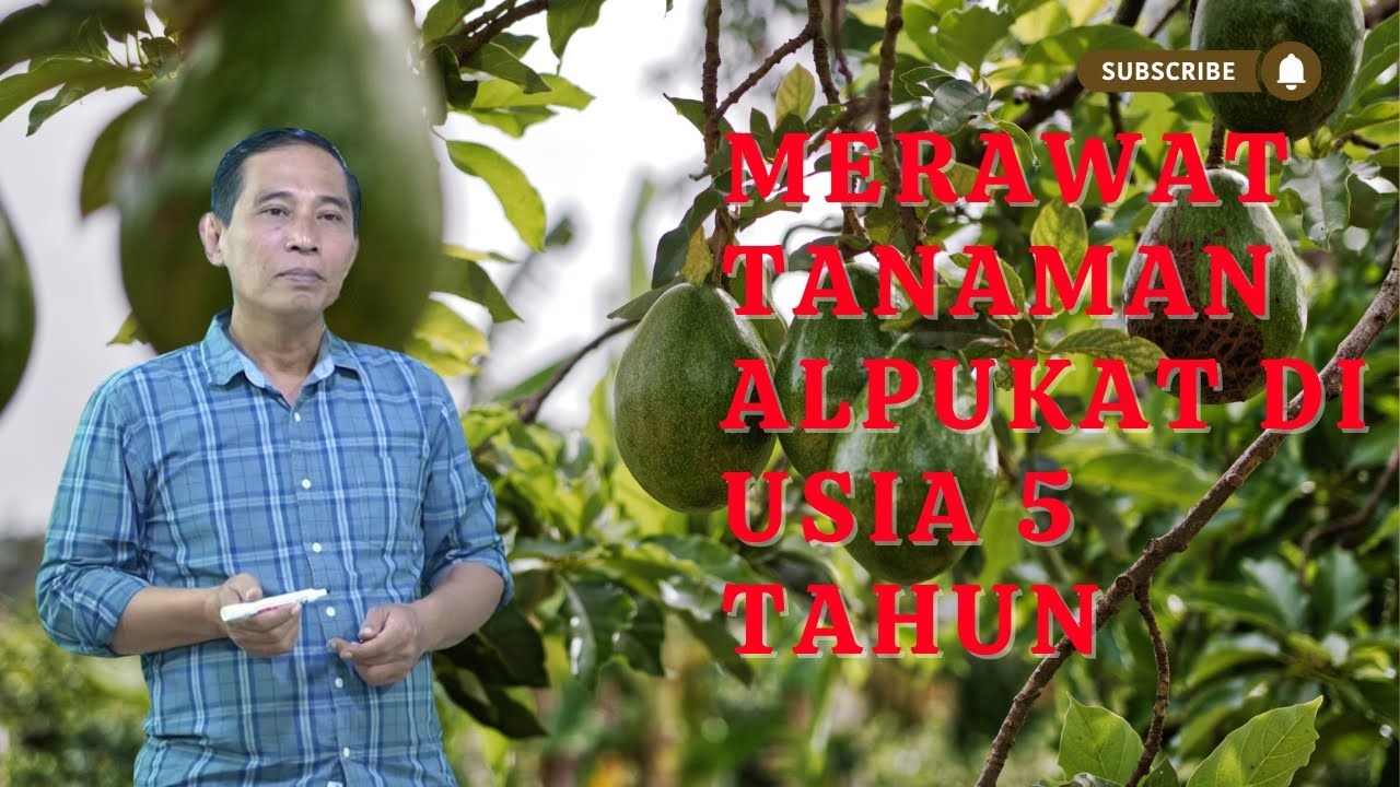 MERAWAT TANAMAN ALPUKAT DI USIA 5 TAHUN