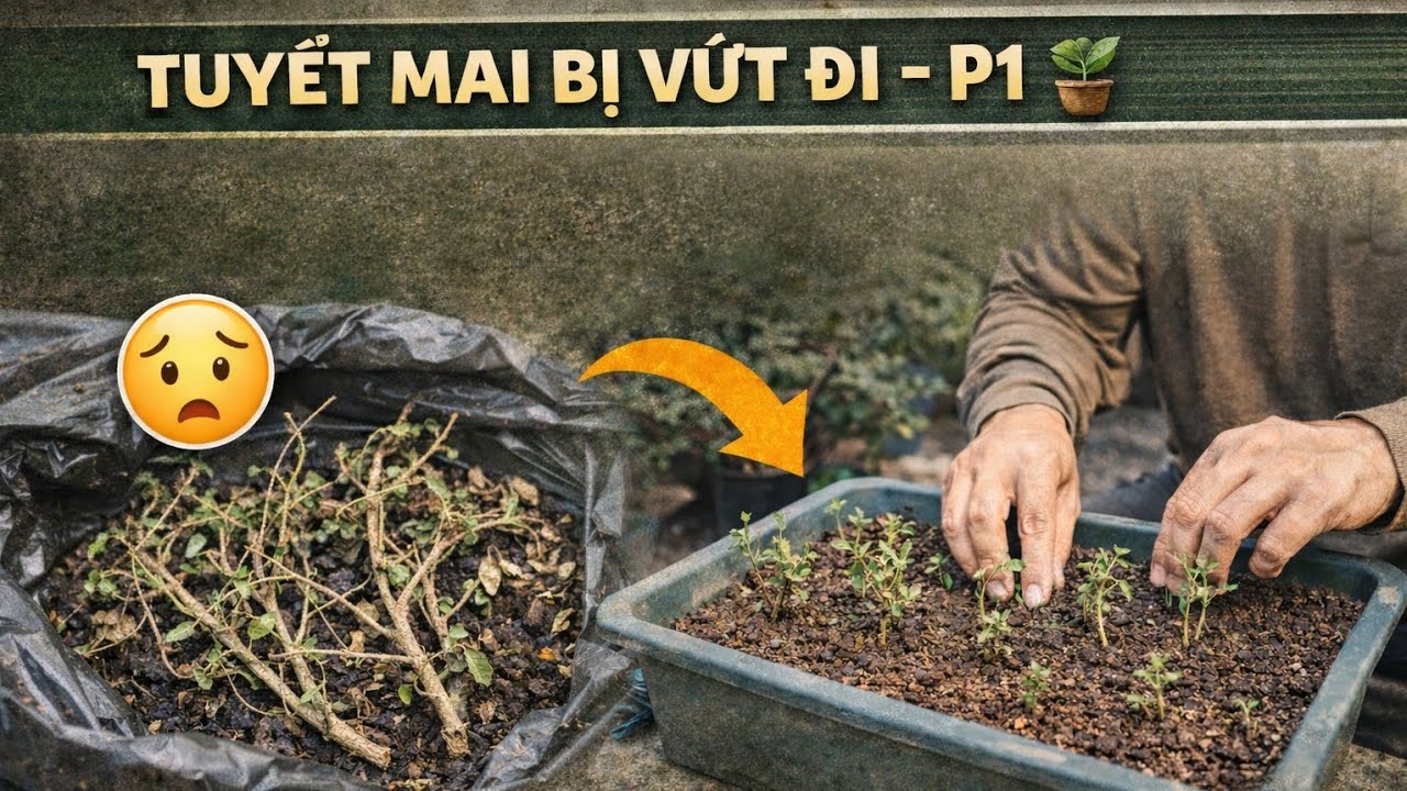 Tuyết mai bị vứt đi… tôi đem giâm lại | 12.02.2026