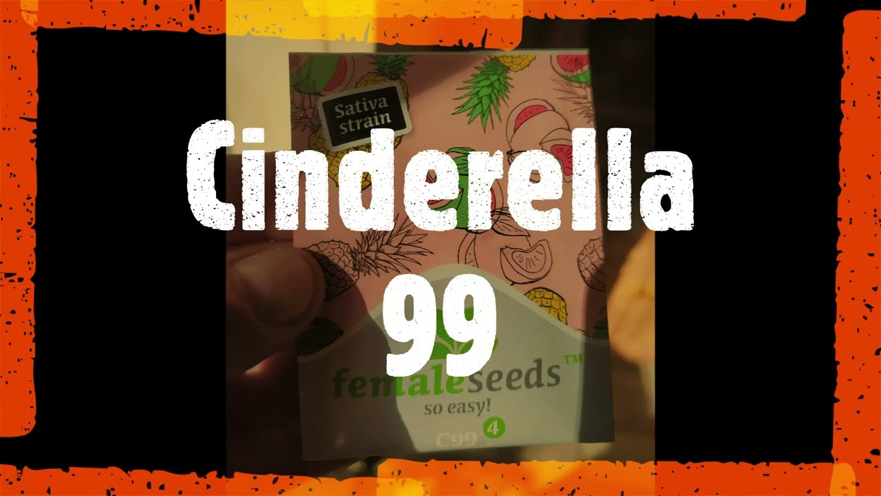 C99 by Female Seeds (from seed to harvest short film)