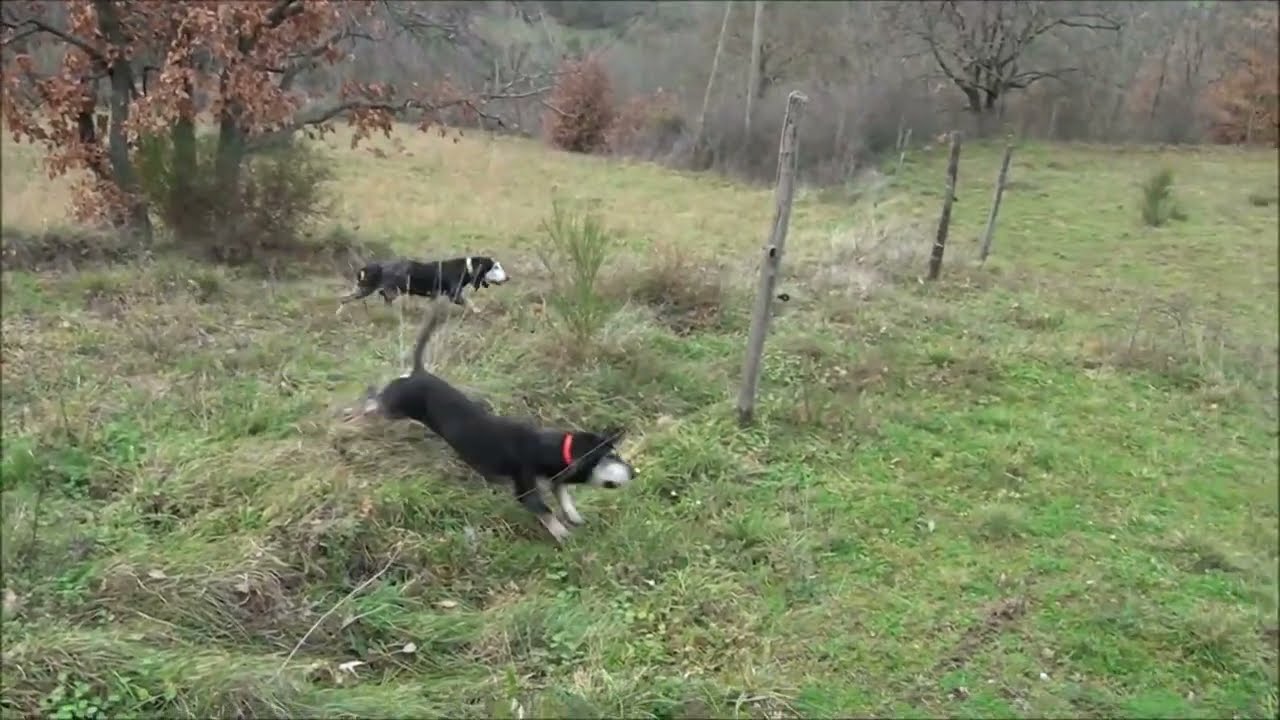 Chasse du lièvre au bâton avec des grands bassets bleu