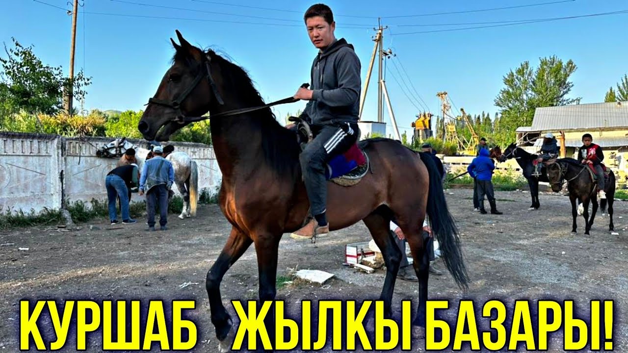 ЖЫЛКЫ БЭЭ БАЙТАЛ ТАЙ БААЛАРЫ 🤯 #байтв