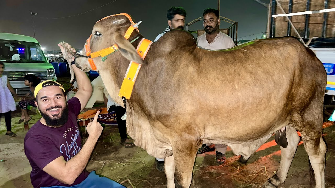 Ek aur heavy bull ka soda kar lia 🐂 | Cow mandi 2022 | Mustafa hanif BTS | daily vlogs