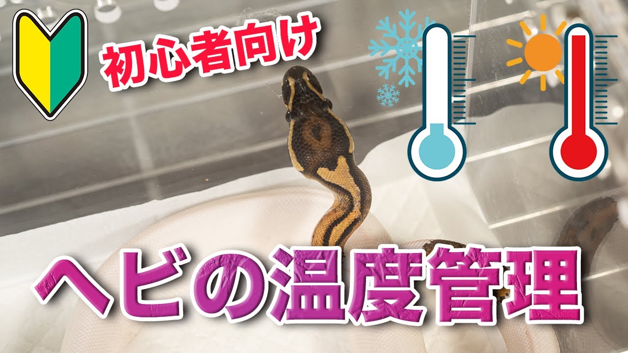 【ヘビ飼育】ボールパイソンの温度管理術をプロが伝授