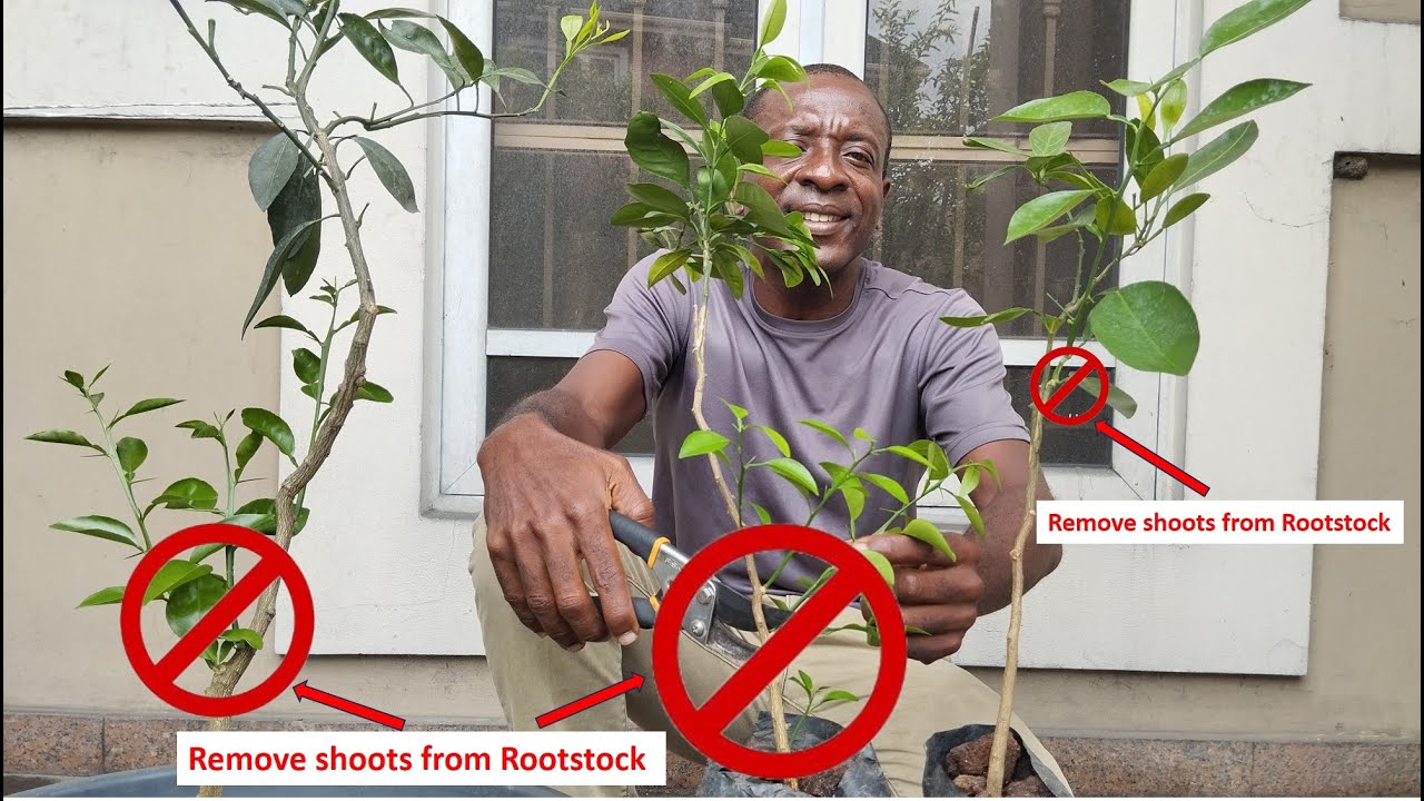 How to identify undesirable shoots and stems on a grafted plant.