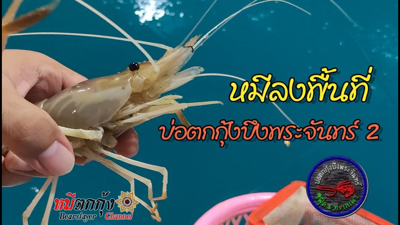 หมีลงพื้นที่ : บ่อตกกุ้งบึงพระจันทร์ 2
