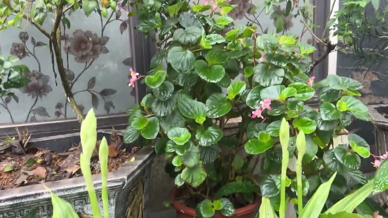 Hoa Ngọc trâm và Lan hồ điệp cùng một cây hoa Hồng tuyệt đẹp 