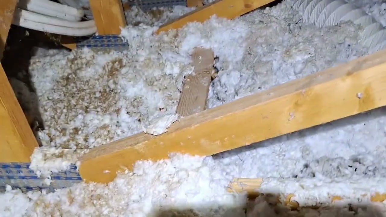 Infestation de Rongeurs dans les Combles : Des Tunnels et Excréments Abondants !