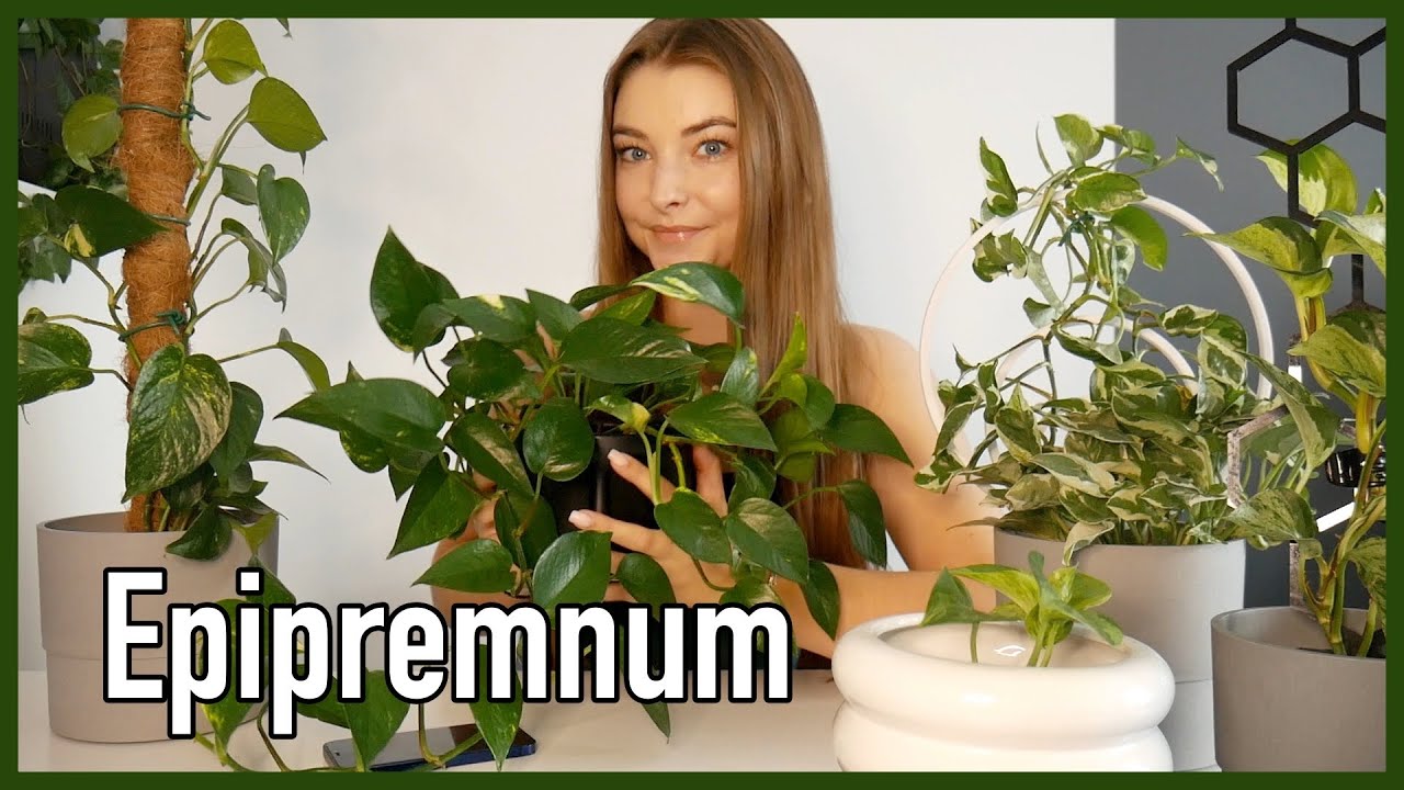 EPIPREMNUM - podstawy pielęgnacji, jak uprawiać te rośliny?