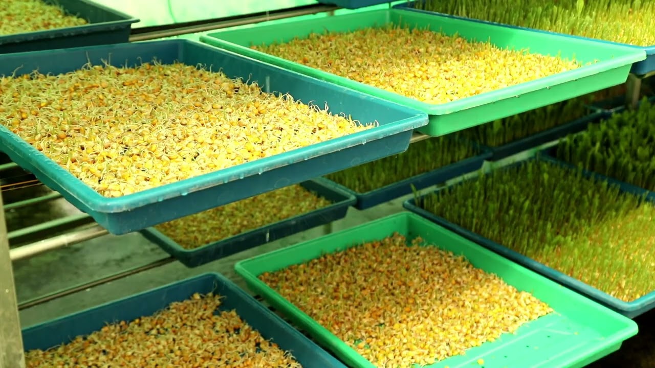 HYDROPONIC FODDER
