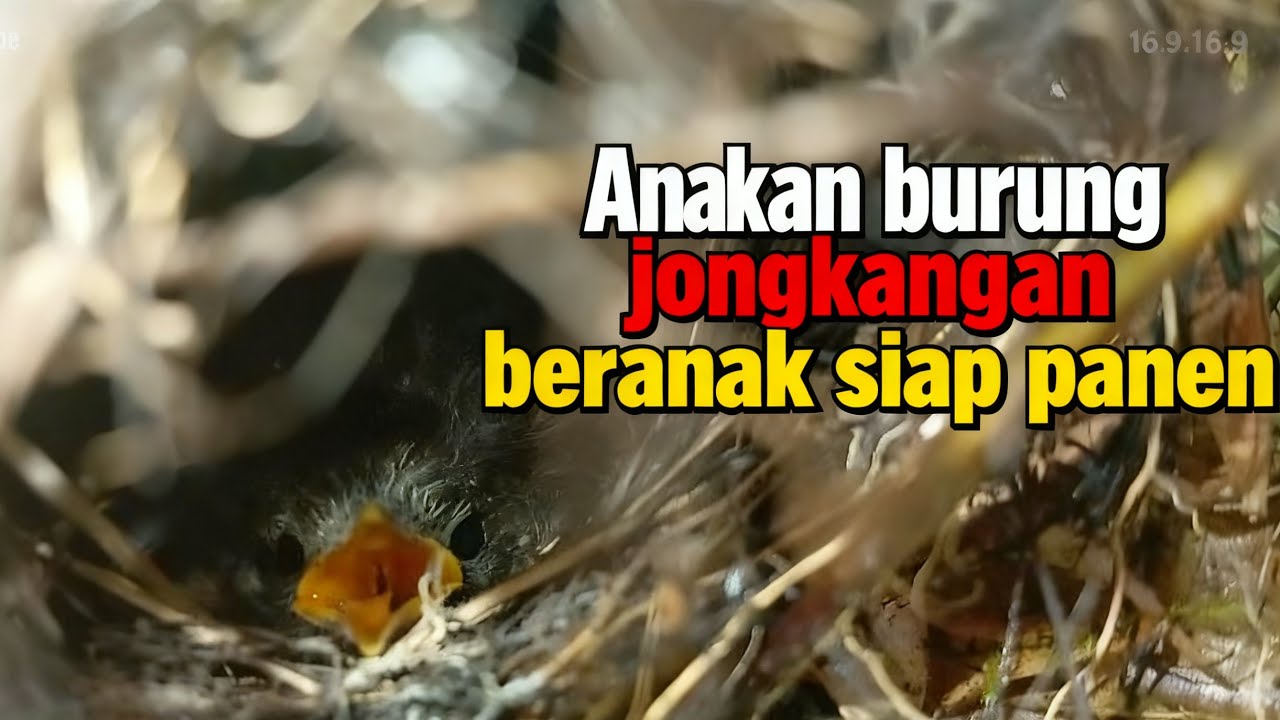 Anakan Jongkangan di alam liar siap panen