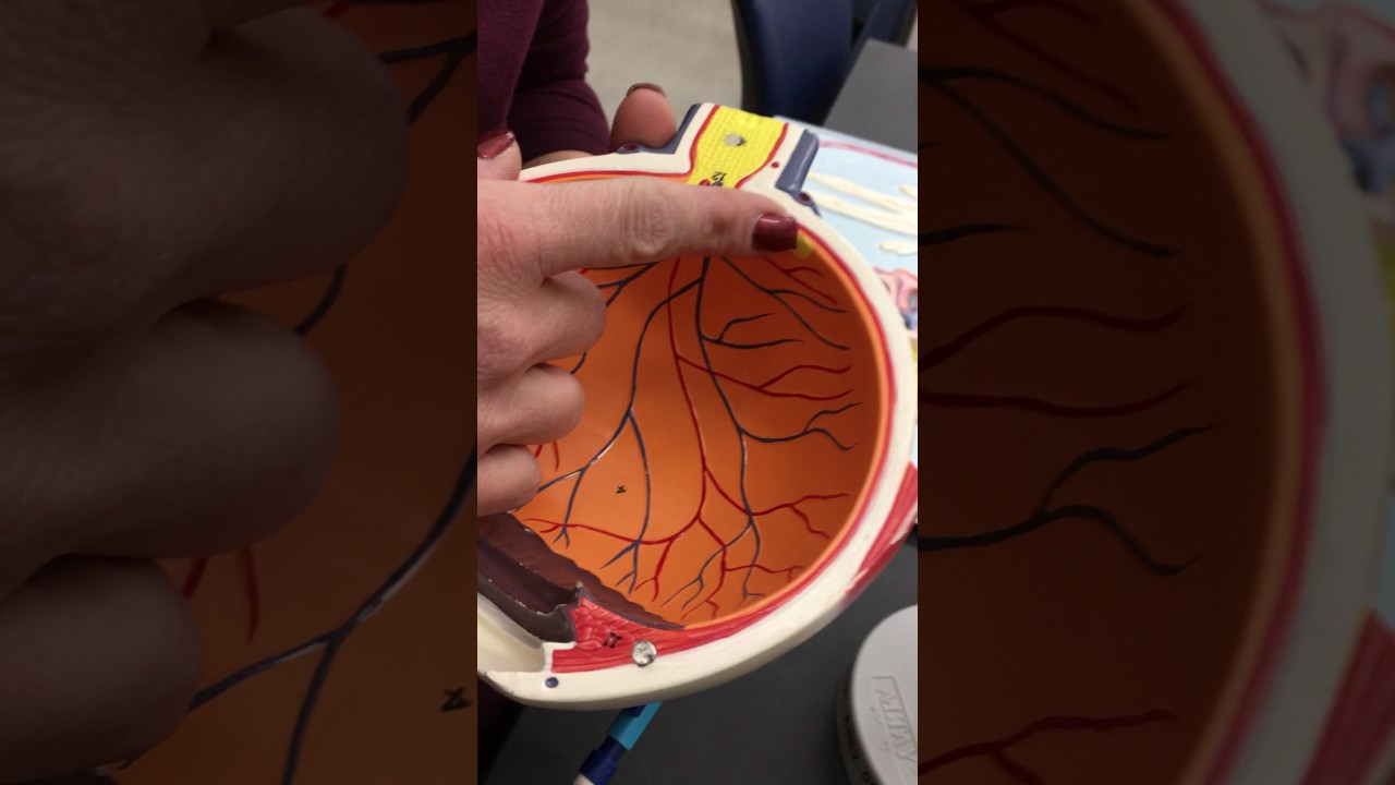 Eye (Rods and Cones)