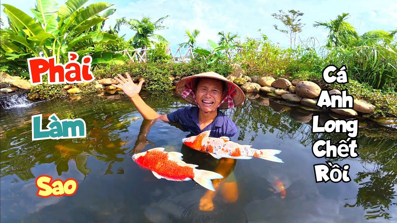 Nước Cạn Kiểm Tra Bể Cá Koi Thì Giật Mình Phát Hiện Hai Con Đẹp Nhất Đã Không Còn / Quế Nghịch