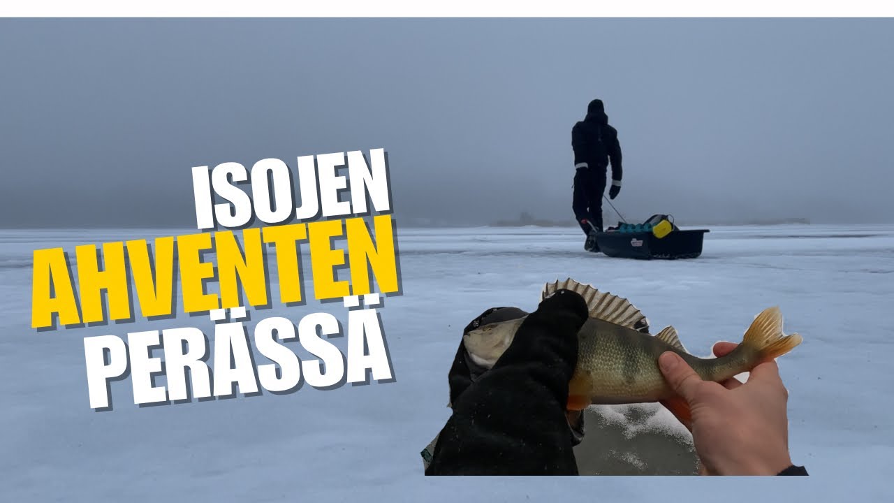 Isojen Ahventen Jäljillä! Ahvenen pilkintää