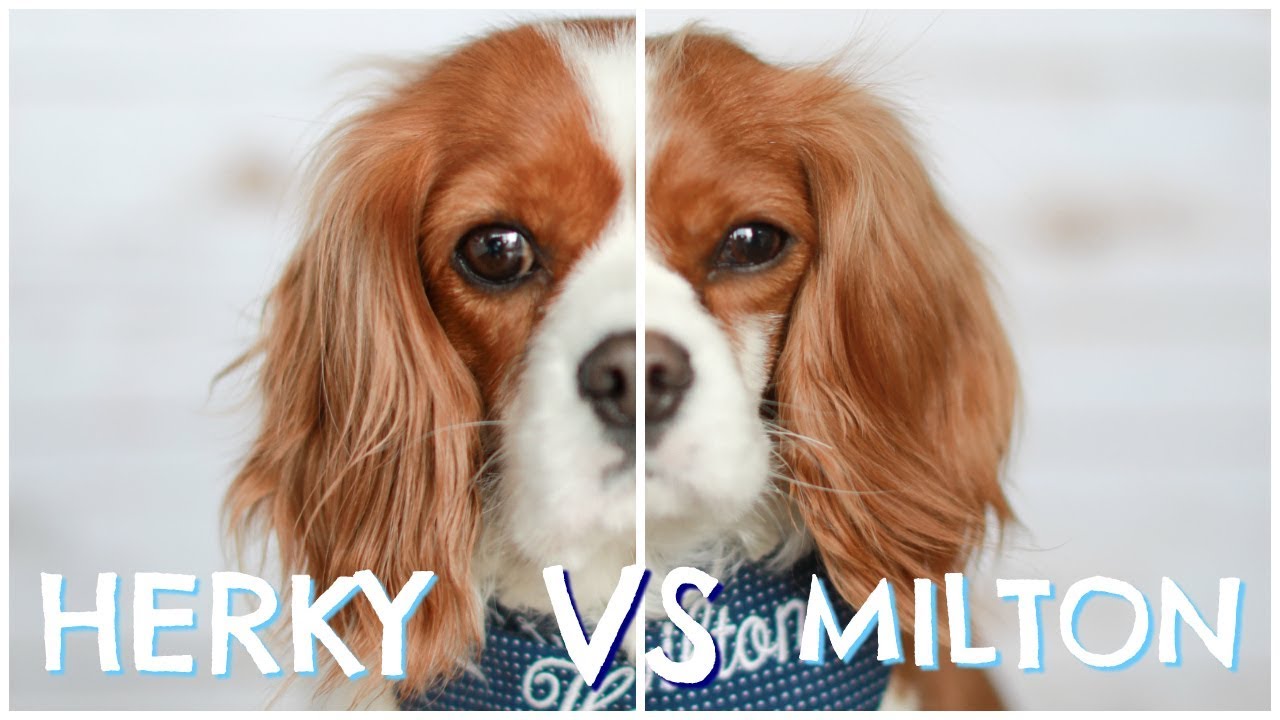 Herky vs Milton | Cavalier King Charles Dog Personalities, Behaviours & Habits