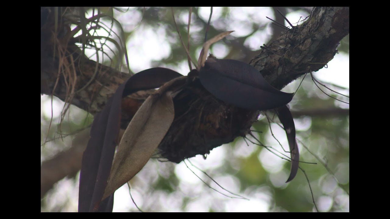 Paseo por Guaremar, puente de hierro, rio puerto cabello y trincheras