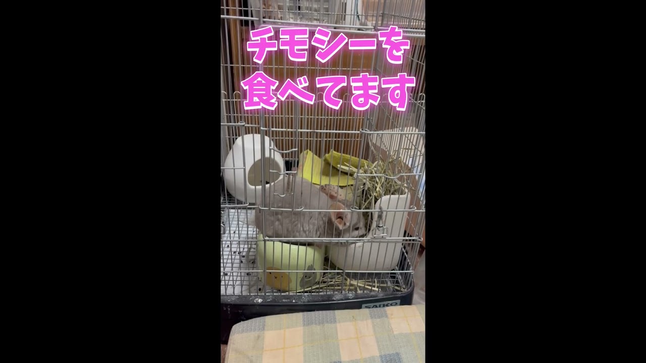 【チンチラ】1才の女の子をお迎えしました。