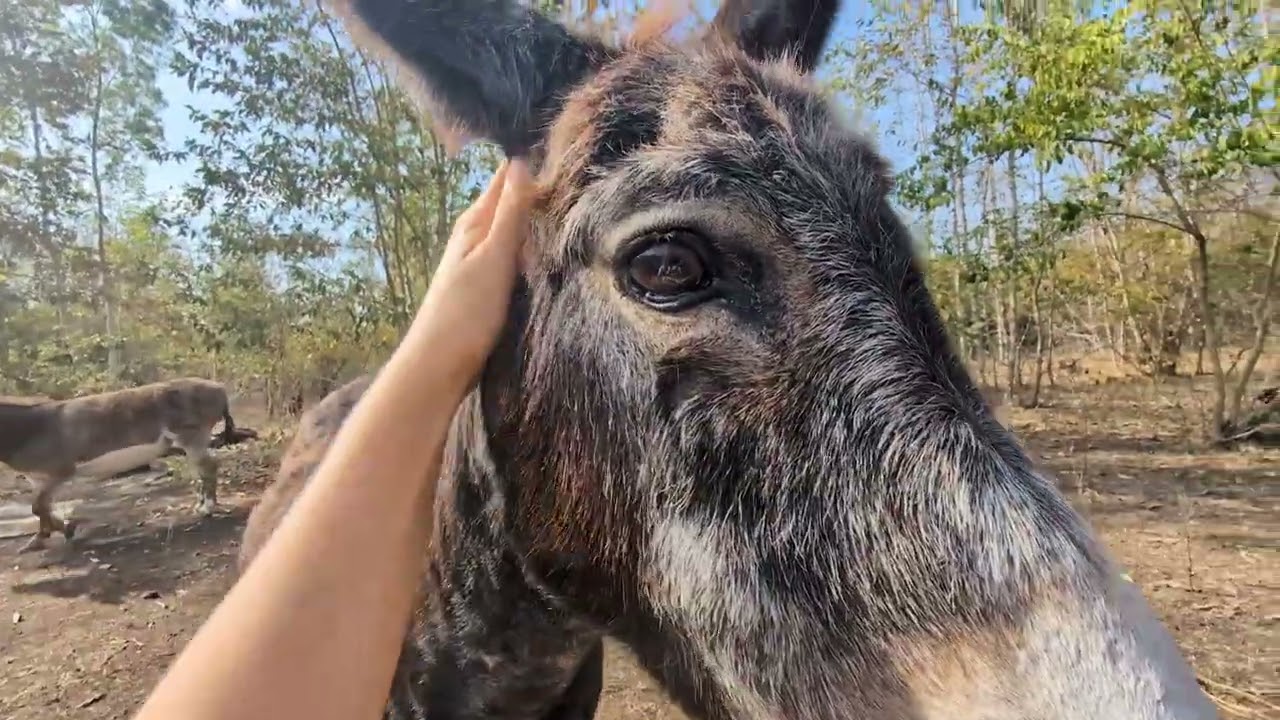 Donkey Arrivals!
