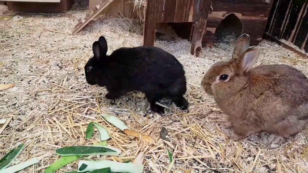 Meine Kaninchen und ihre Haltung #72 [Umzuuuuuug]