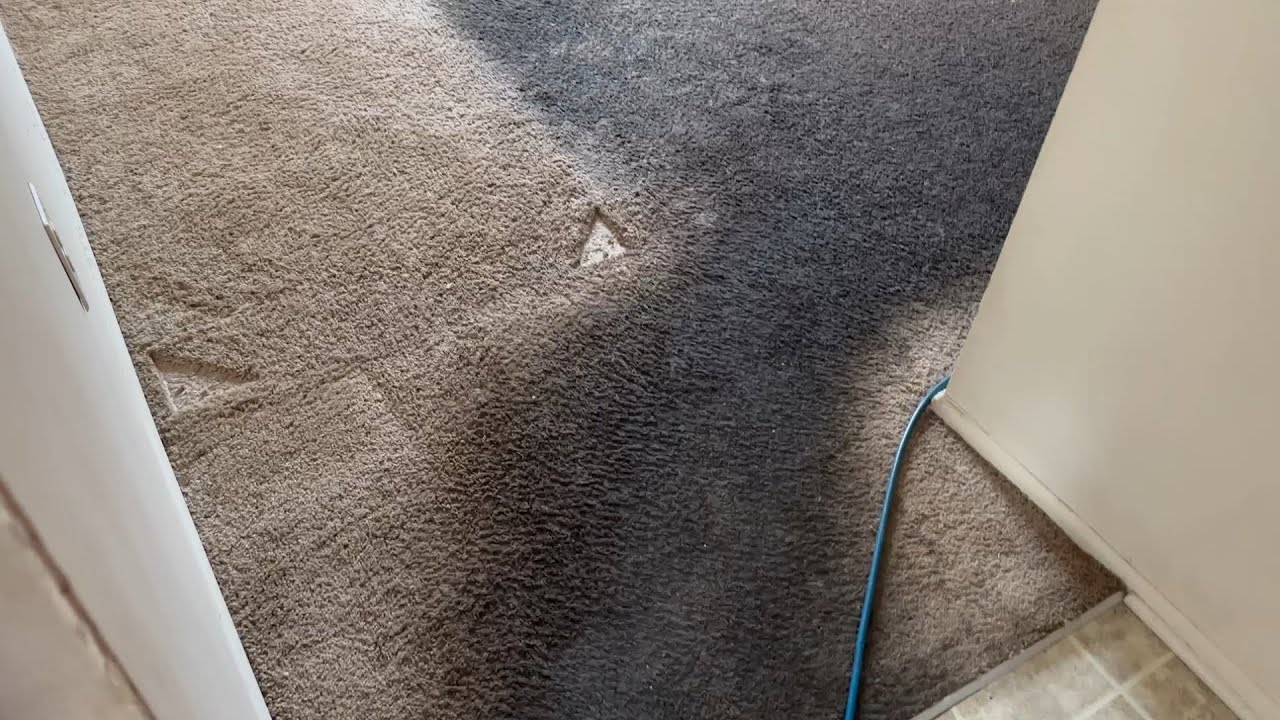 Dirtiest carpet we ever seen