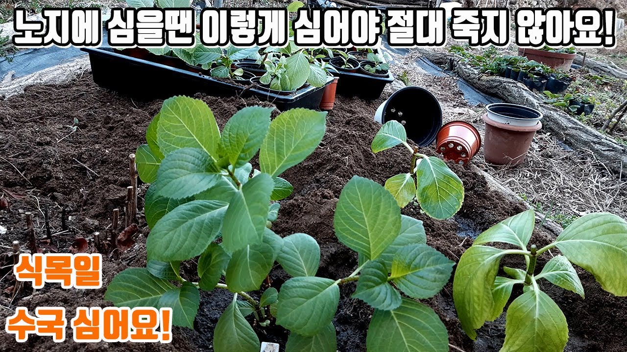 수국 노지에 심을때 이렇게 심어야 절대 죽지 않아요