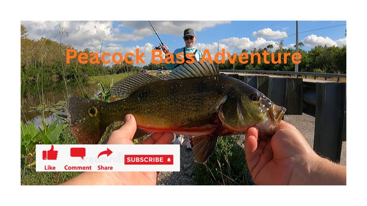 Peacock Bass Adventures