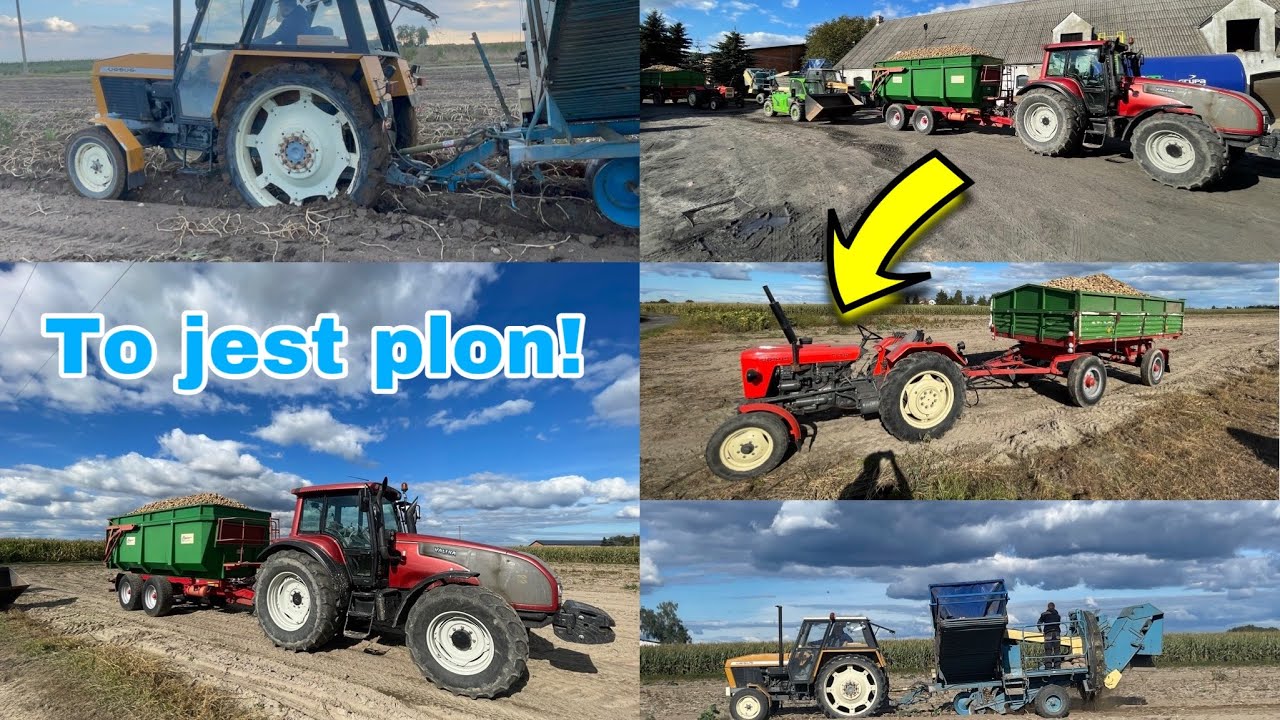 #632- Ponad 70t ziemniaków z hektara! Nieudana próba kopania po deszczu...Ursus 1012 + anna z644!